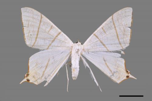 Ourapteryx yerburii virescens[淡黃雙斑尾尺蛾][00054623]
