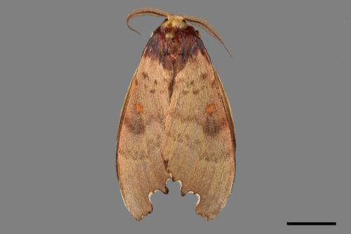 Euhampsonia formosana[黃星凹緣舟蛾][00036942]