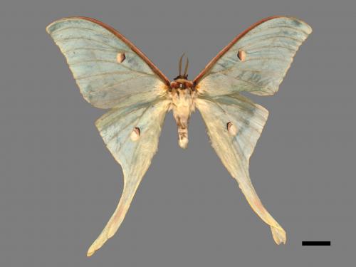 Actias selene ningpoana[長尾水青蛾][00016366]