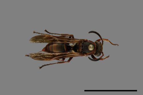 Polistes eboshinus[姬長腳蜂][00072647]