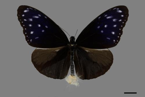 Euploea mulciber barsine[端紫斑蝶][00094485]