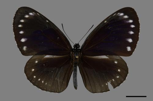 Euploea tulliolus koxinga[小紫斑蝶][00093789]