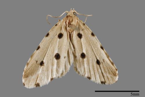 Metaemene atrigutta maculata[麗夜蛾][00009089]