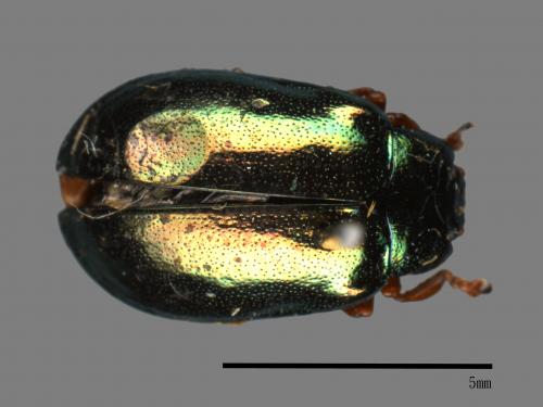 <已分類>Family：Chrysomelidae[金花蟲科][00081209]