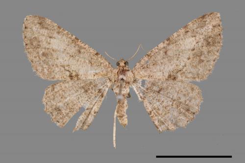 Psilalcis breta rantaizana[巒大山小尺蛾][00025999]