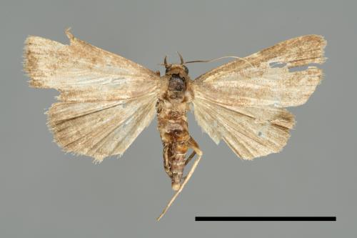 <已分類>Family：Noctuidae[夜蛾科][00010981]