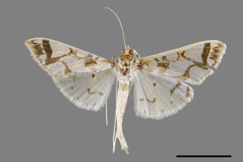 Polythlipta maceratalis[00029238]