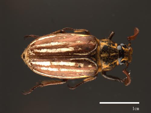 Polyphylla taiwana[台灣白條金龜][00081627]