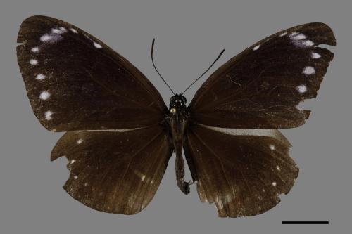 Euploea tulliolus koxinga[小紫斑蝶][00094015]