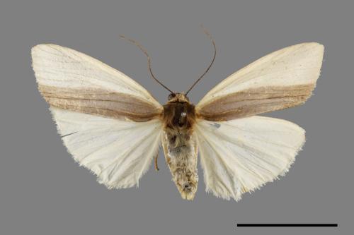 Agylla divisa[梯雙分華苔蛾][00071363]