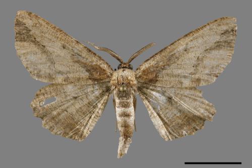 Menophra anaplagiata[茶褐耳尺蛾][00119873]