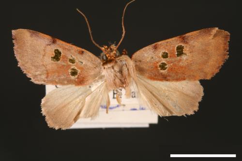 Carea trimacula[00004546]