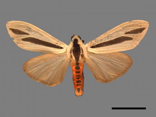 Creatonotos gangis[黑條灰燈蛾][00018790]