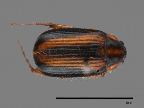<已分類>Family：Scarabaeidae[金龜子科][00040631]