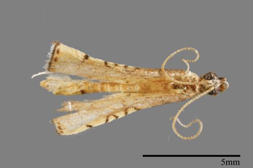 <已分類>Family：Crambidae[草螟科][00064868]