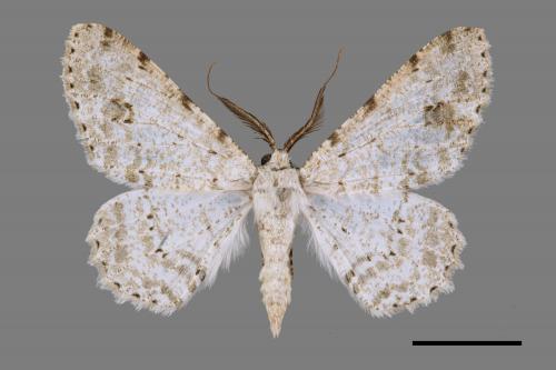 Lassaba parvalbidaria parvalbidaria[污雪雙斑尺蛾][00028420]