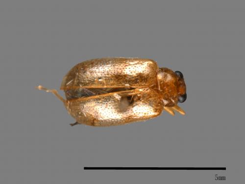 <已分類>Family：Chrysomelidae[金花蟲科][00046592]