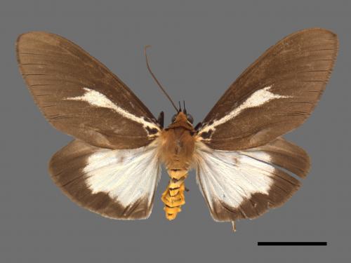 Asota heliconia zebrina[圓端擬燈蛾][00059401]