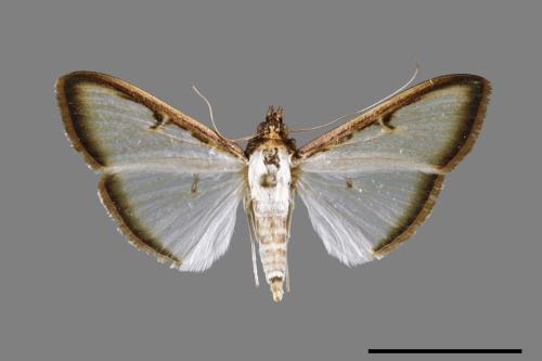 Sisyrophora pfeifferae[00035345]