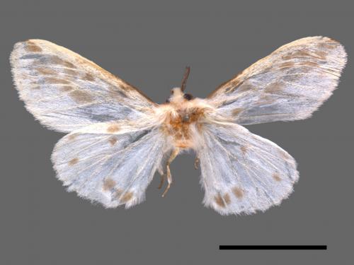 Lemyra rhodophilodes[姬白污燈蛾][00069620]