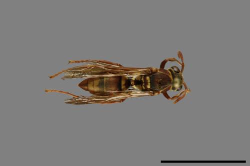 Polistes shirakii[shirakii][00072758]