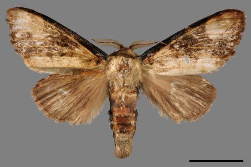 Formofentonia orbifer rotundata[圓紛舟蛾][00038972]