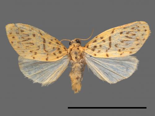 Asura alikangiae[關山豔苔蛾][00070646]