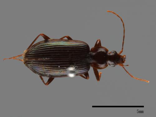 <已分類>Family：Carabidae[步行蟲科][00092626]