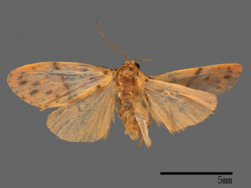 Asura acteola[台條紋豔苔蛾][00052529]
