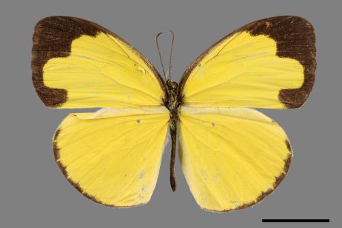 Eurema hecabe hobsoni[荷氏黃蝶][00015506]