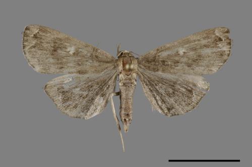 <已分類>Family：Noctuidae[夜蛾科][00069926]