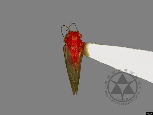 <已分類>Family：Psyllidae[木蝨科][00078179]