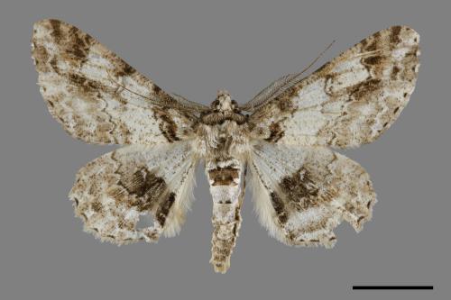 Cleora fraterna[黑腰鋸尺蛾][00091314]