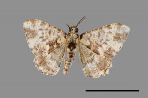 Prochasma dentilinea[齒紋淡黃小尺蛾][00037462]