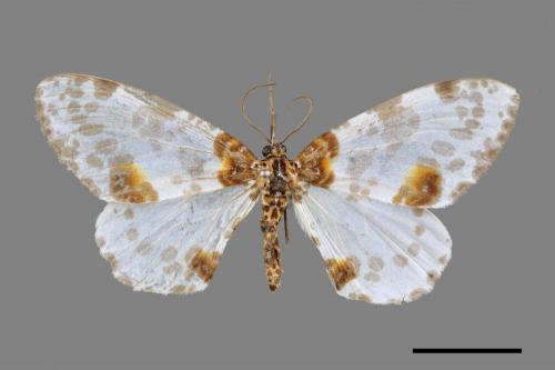 <已分類>Genus：Abraxas[00057369]