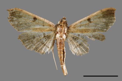 Ceratarcha umbrosa[00045933]