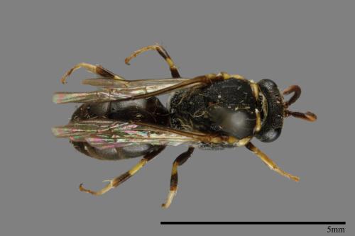 <已分類>Family：Sphecidae[細腰蜂科][00070965]