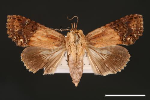 Stictoptera signifera[00003905]
