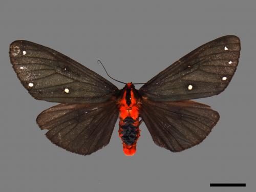 Taicallimorpha albipuncta[烏麗燈蛾][00056717]