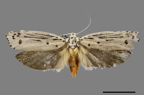 Ethmia lineatonotella[點帶織葉蛾][00061438]