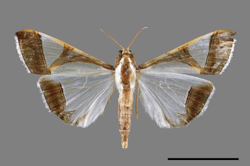 <已分類>Genus：Glyphodes[00026982]