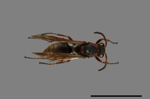 Polistes eboshinus[姬長腳蜂][00072642]