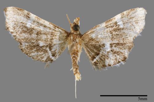 <已分類>Family：Crambidae[草螟科][00022066]