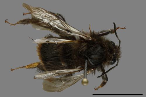 Bombus trifasciatus[威氏熊蜂][00116207]