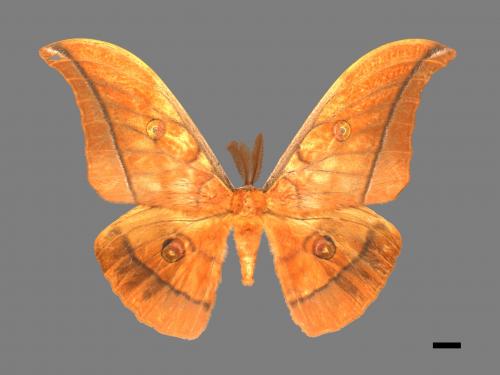Antheraea yamamai superba[大透目天蠶蛾][00016110]