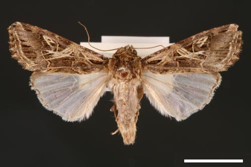Spodoptera litura[斜紋夜蛾][00002775]
