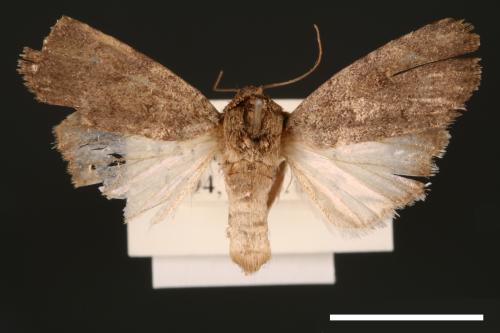 Spodoptera pecten[梳灰翅夜蛾][00002899]