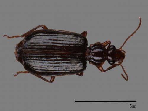 <已分類>Family：Carabidae[步行蟲科][00048923]