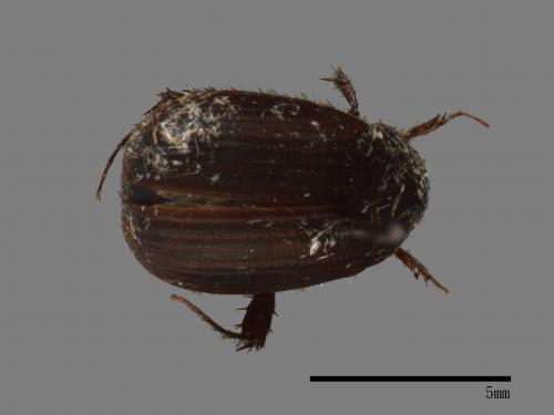 <已分類>Family：Scarabaeidae[金龜子科][00026470]