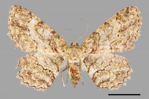 Paradarisa chloauges[橄欖花尺蛾][00042755]